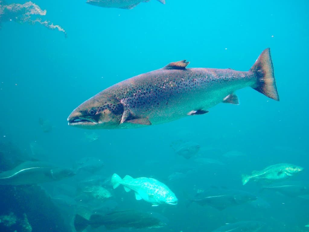 Saumon Atlantique (Salmo salar) - Hans-Petter Fjeld sur Wikimedia Commons - https://commons.wikimedia.org/wiki/File%3ASalmo_salar-Atlantic_Salmon-Atlanterhavsparken_Norway_(cropped).JPG