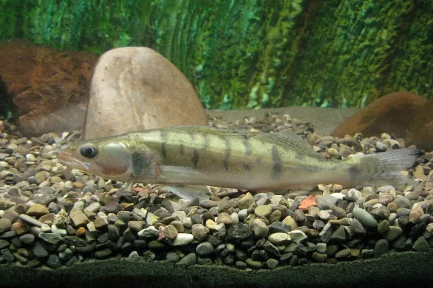 Sandre (Sander lucioperca) - Crédit photo Basilicofresco sur Wikimedia Commons - https://commons.wikimedia.org/wiki/File:Sander_lucioperca,_Acquario_del_Po.jpg