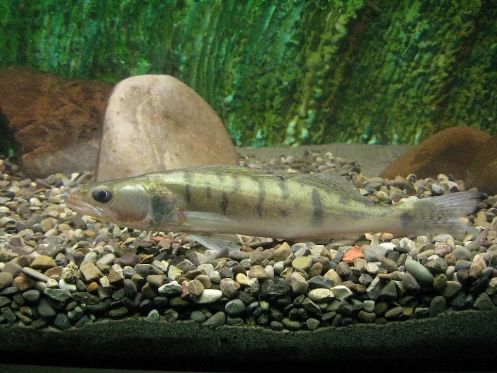 Le Sandre est un poisson à ne pas négliger au mois de juin