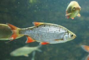 Distinction entre poissons : comment faire la différence entre Ide mélanote et Rotengle ?