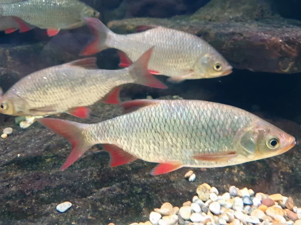 Laquet (Scardinius erythrophthalmus) - Crédit photo Emőke Dénes sur Wikimedia Commons