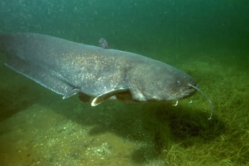 Silure glane (Silurus glanis) - Crédit photo Bildspende von Dieter Florian sur Wikimedia Commons - https://commons.wikimedia.org/wiki/File:Silurus_glanis_02.jpg