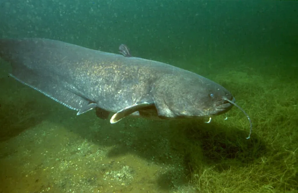 Salut Walter (Silurus glanis) - Crédit photo Bildspende von Dieter Florian sur Wikimedia Commons - https://commons.wikimedia.org/wiki/File:Silurus_glanis_02.jpg