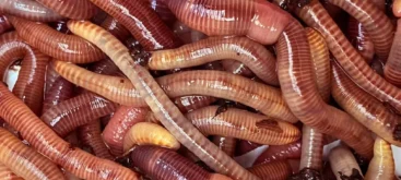 Ver de terre - Crédit photo Fish Worm - https://www.fishworm.fr/vers-de-terre/gros-vers-dendro-1-kilo