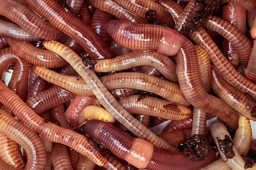 Ver de terre - Crédit photo Fish Worm - https://www.fishworm.fr/vers-de-terre/gros-vers-dendro-1-kilo