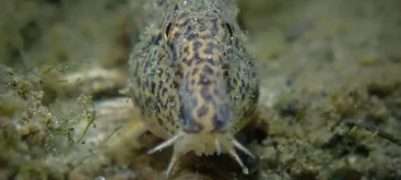 Loche de rivière (Cobitis taenia) - Crédit photo Julien Renoult sur Wikimedia Commons - https://commons.wikimedia.org/wiki/File:Cobitis_taenia_141511035.jpg