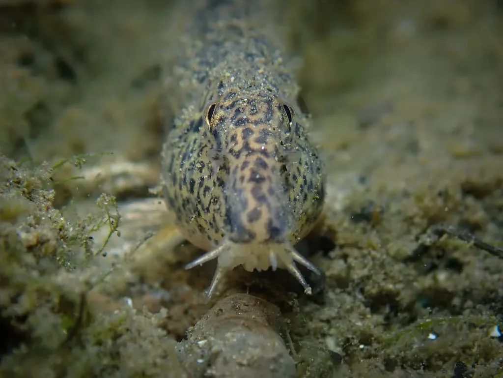 Description d'un poisson : la Loche de rivière (Cobitis taenia ...