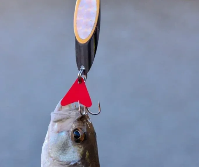 Achigan à grande bouche (Micropterus salmoides) - Crédit photo 123RF