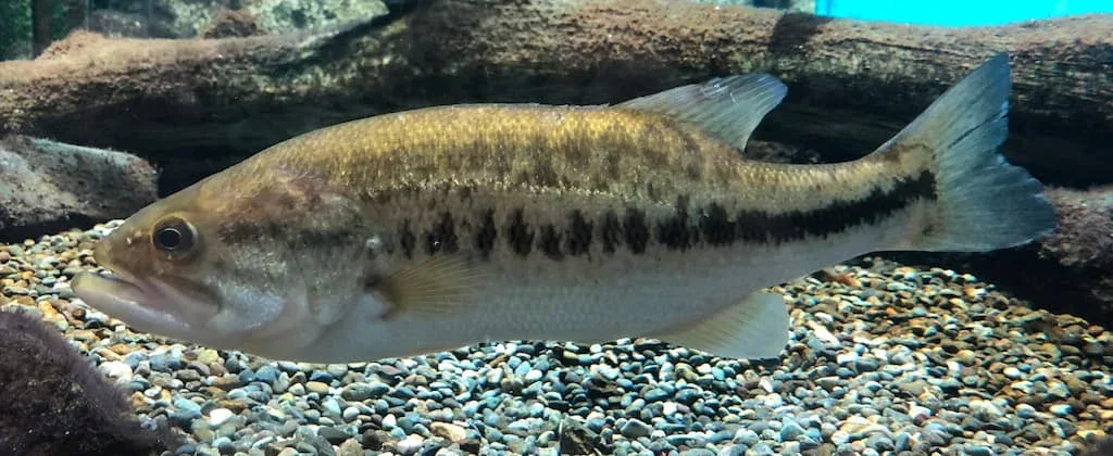 Achigan à grande bouche ou Black-bass (Micropterus salmoides) - Crédit photo Totti sur Wikimedia Commons