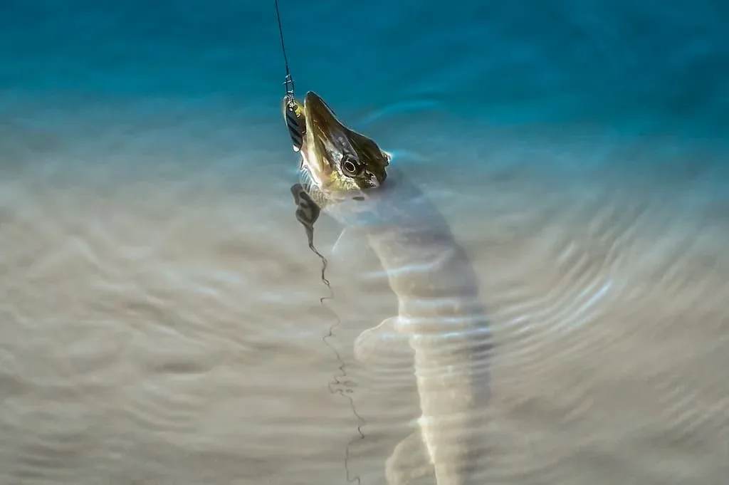 La pêche du Brochet comme carnassier est possible en étang dans l'Allier (03)