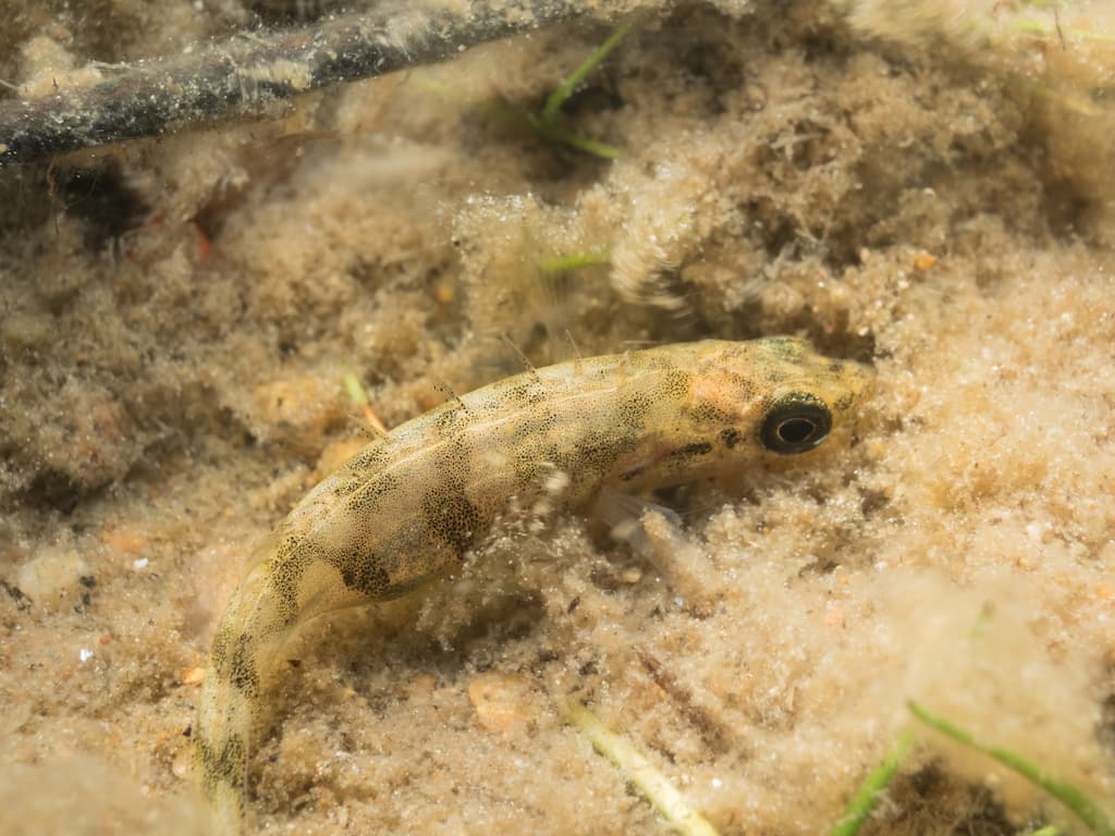 Le Marichaud (Pungitius pungitius) est un petit poisson d'eau douce