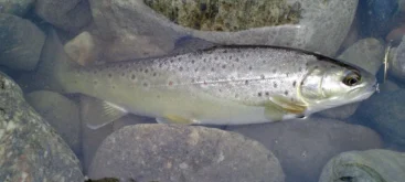 Truite fario (Salmo trutta fario) - Crédit photo Apple2000 sur Wikimedia Commons - https://commons.wikimedia.org/wiki/File:Salmo_trutta_fario-1.jpg