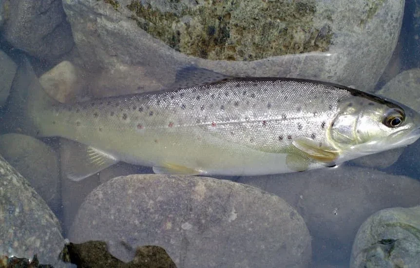 Truite fario (Salmo trutta fario) - Crédit photo Apple2000 sur Wikimedia Commons - https://commons.wikimedia.org/wiki/File:Salmo_trutta_fario-1.jpg