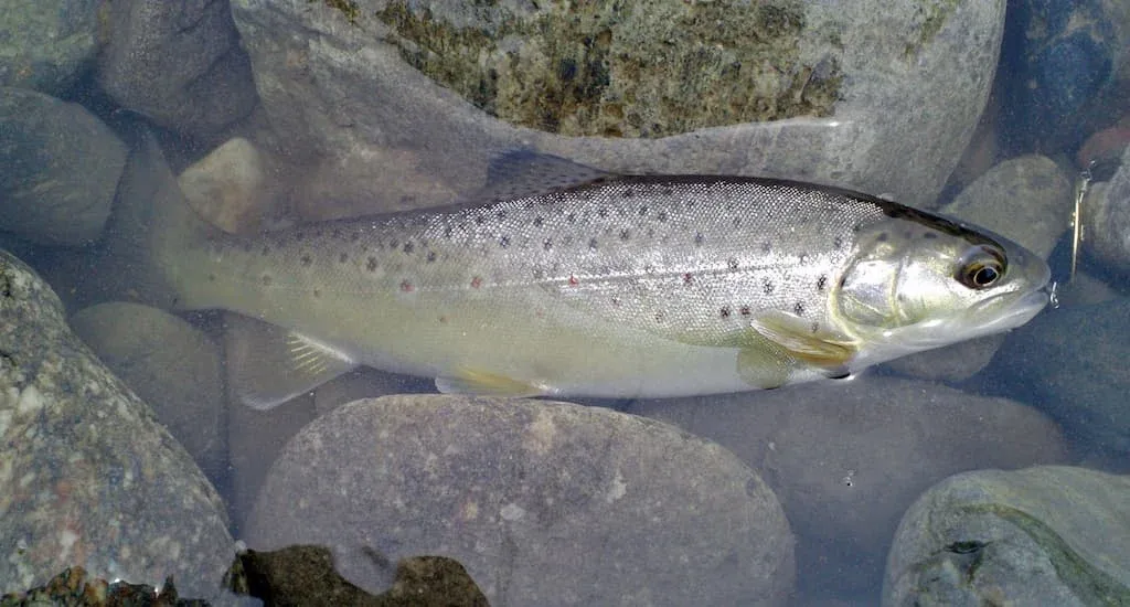 Truite fario ou Truite commune (Salmo trutta fario) - Crédit photo Apple2000 sur Wikimedia Commons