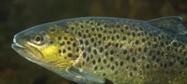 Truite fario (Salmo trutta fario) - Crédit photo Gilles San Martin sur Wikimedia Commons - https://commons.wikimedia.org/wiki/File:Salmo_trutta_fario_-_Truite_fario_-_Brown_trout.jpg