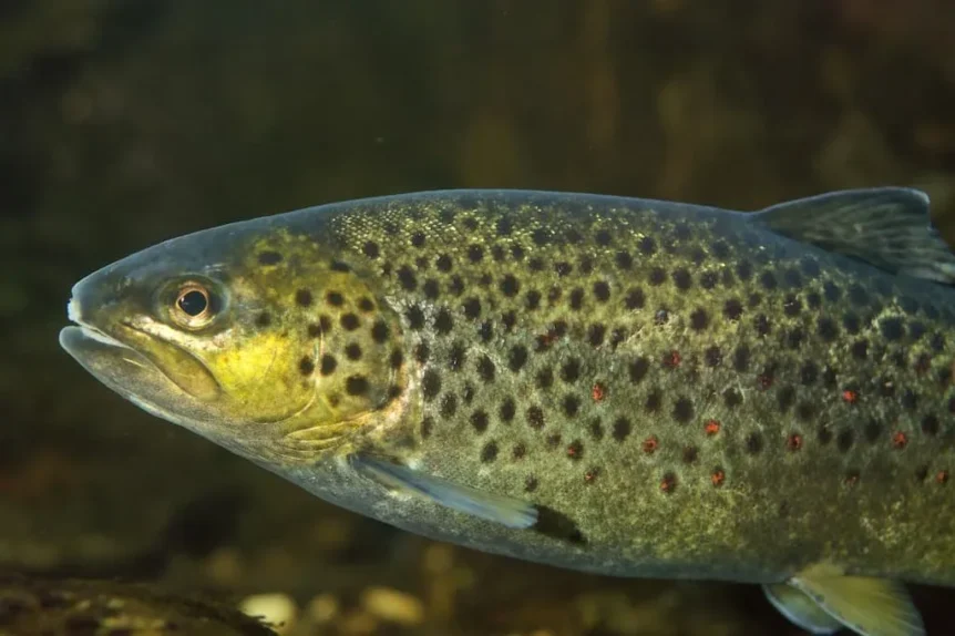 Truite fario (Salmo trutta fario) - Crédit photo Gilles San Martin sur Wikimedia Commons - https://commons.wikimedia.org/wiki/File:Salmo_trutta_fario_-_Truite_fario_-_Brown_trout.jpg