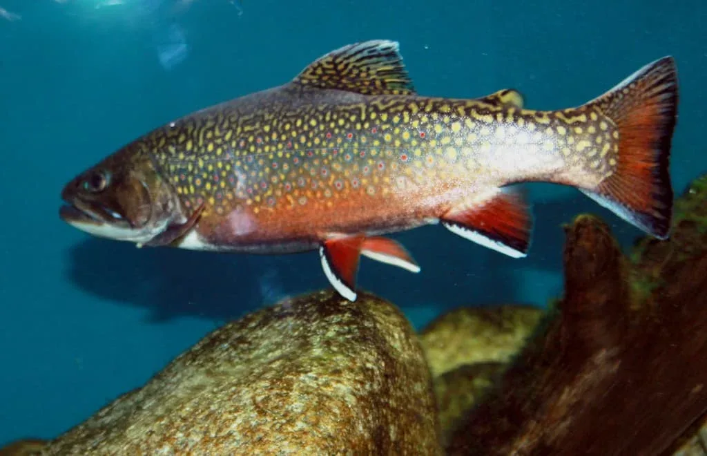 La Truite mouchetée (Salvelinus fontinalis) est un poisson d'eau douce conbnu sous le nom d'Omble de fontaine