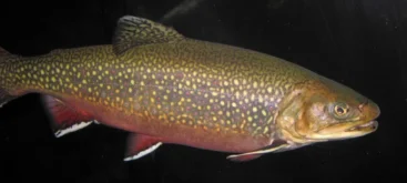 Omble de fontaine (Salvelinus fontinalis) - Crédit photo James St. John sur Wikimedia Commons - https://commons.wikimedia.org/wiki/File:Salvelinus_fontinalis_(coaster_brook_trout)_1.jpg