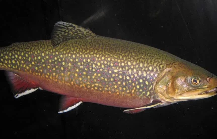 Omble de fontaine (Salvelinus fontinalis) - Crédit photo James St. John sur Wikimedia Commons - https://commons.wikimedia.org/wiki/File:Salvelinus_fontinalis_(coaster_brook_trout)_1.jpg