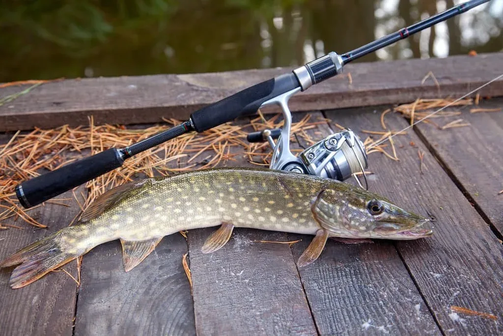 Le Brochet est particulièrement réceptif au spinnerbait