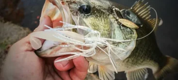 Spinnerbait pour la pêche du Black-bass