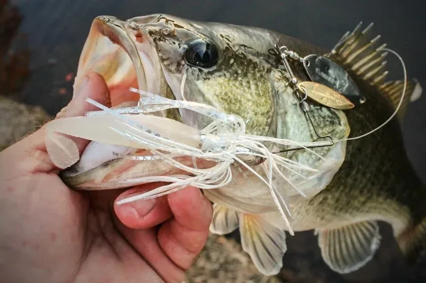 Spinnerbait pour la pêche du Black-bass