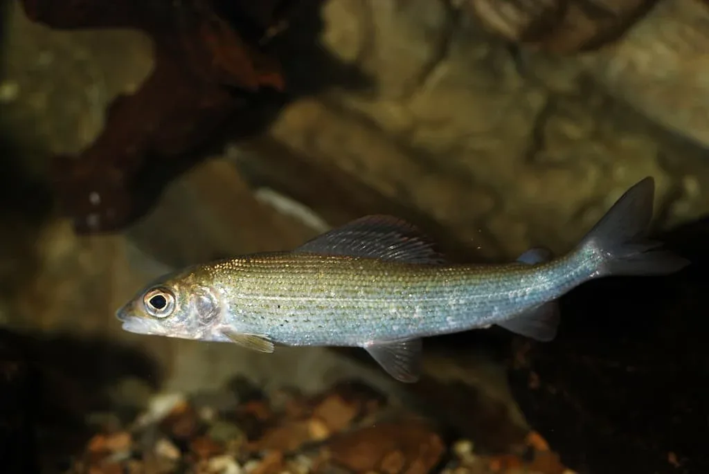 Ombre Commun (Thymallus thymallus) - Crédit photo Gilles San Martin sur Wikimedia Commons