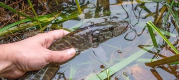 Remise à l'eau d'un Brochet - Crédit photo 123RF