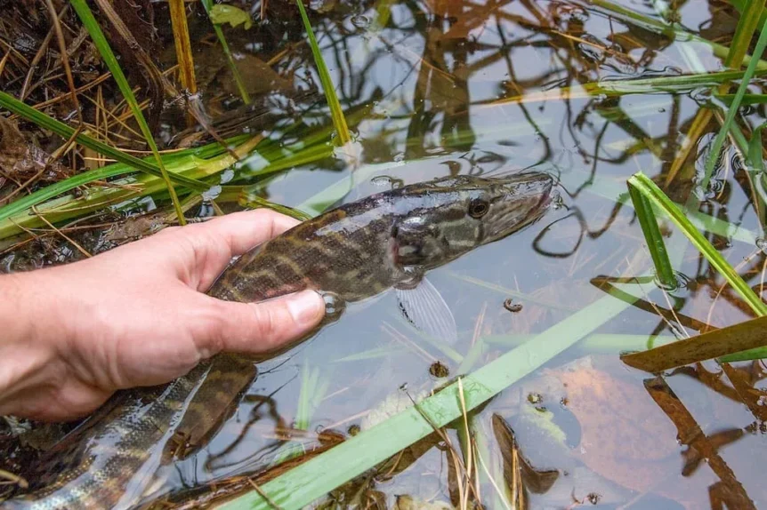 Remise à l'eau d'un Brochet - Crédit photo 123RF