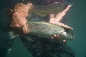 Les 5 Meilleurs Poissons d’eau Douce pour les Pêcheurs Sportifs