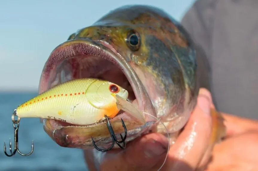 Pêche au Crankbait - Crédit Photo Wired2Fish - https://www.wired2fish.com/