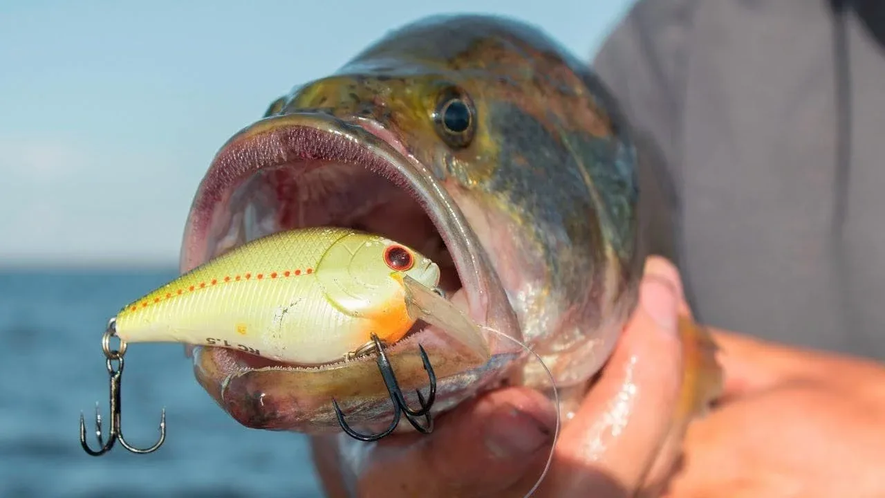 Leurre Crankbait Tom Mann Baby -4 Squarebill - Écrevisse Noir/vert - Pêche
