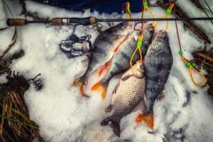 Guide de pêche en février : astuces et poissons à cibler