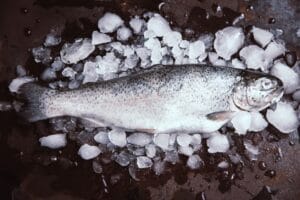 Poisson salmonidés : la truite de mer (Salmo trutta)