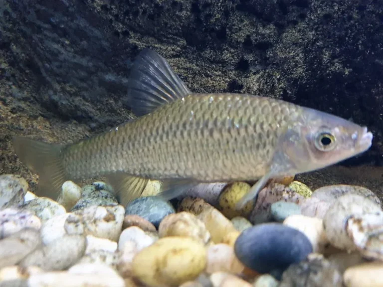 Pseudorasbora (Pseudorasbora parva) - Credit Emőke Dénes on Wikimedia Commons