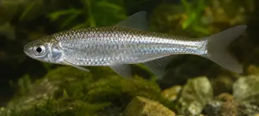 Ablette commune poisson blanc argenté nageant dans une rivière d’eau douce