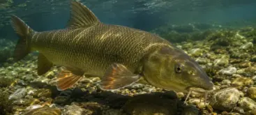 Grand barbeau fluviatile nageant au fond d une rivière claire avec galets naturels
