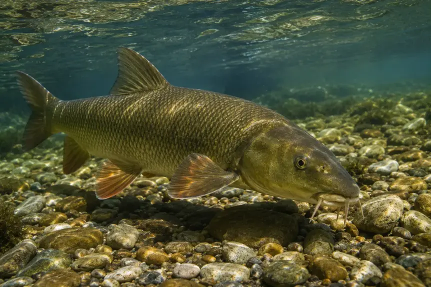 Grand barbeau fluviatile nageant au fond d une rivière claire avec galets naturels