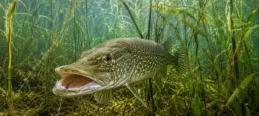 Brochet commun reconnaissable à sa forme et machoire caractéristique.