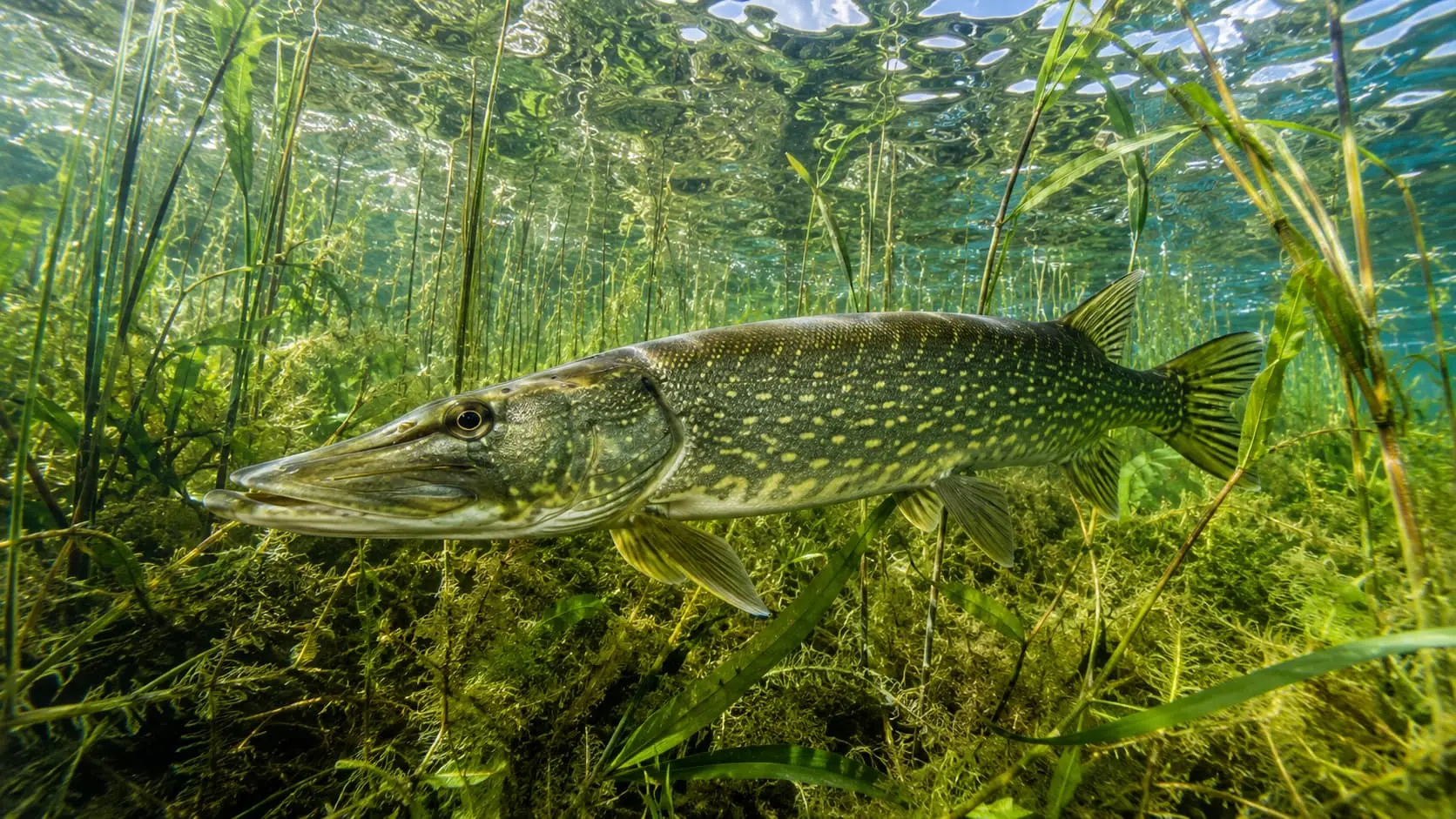 Brochet commun immobile dans un herbier aquatique d'eau douce