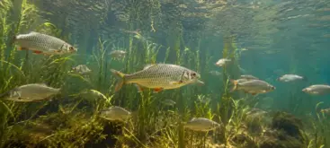 Banc de gardons nageant dans leur habitat naturel en eau douce