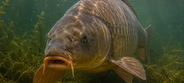 Grande carpe commune adulte observée de face sous l’eau dans un étang naturel