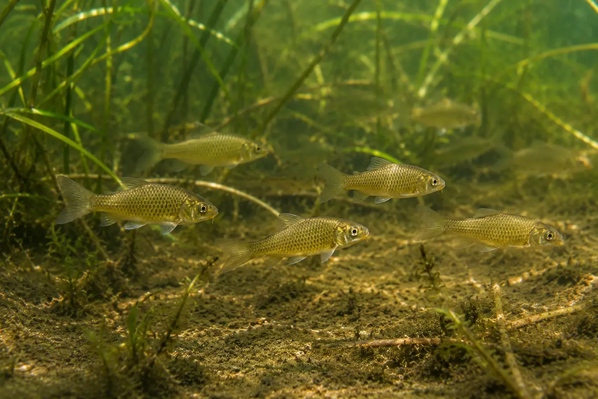 Plusieurs jeunes carpes communes au stade feuille dans un étang naturel