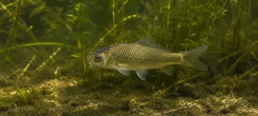Jeune carpe commune au stade feuille nageant dans un étang naturel