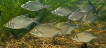 Jeunes brèmes argentées nageant en banc souvent appelées plaquettes par les pêcheurs