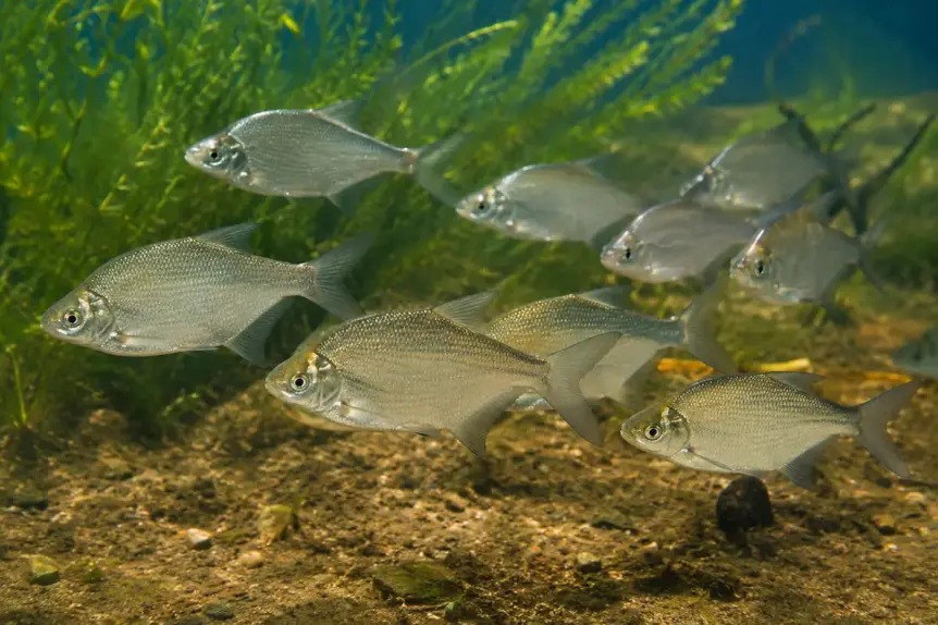 Jeunes brèmes argentées nageant en banc souvent appelées plaquettes par les pêcheurs