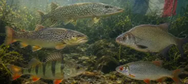 Différentes espèces de poissons d’eau douce présentes dans les rivières françaises