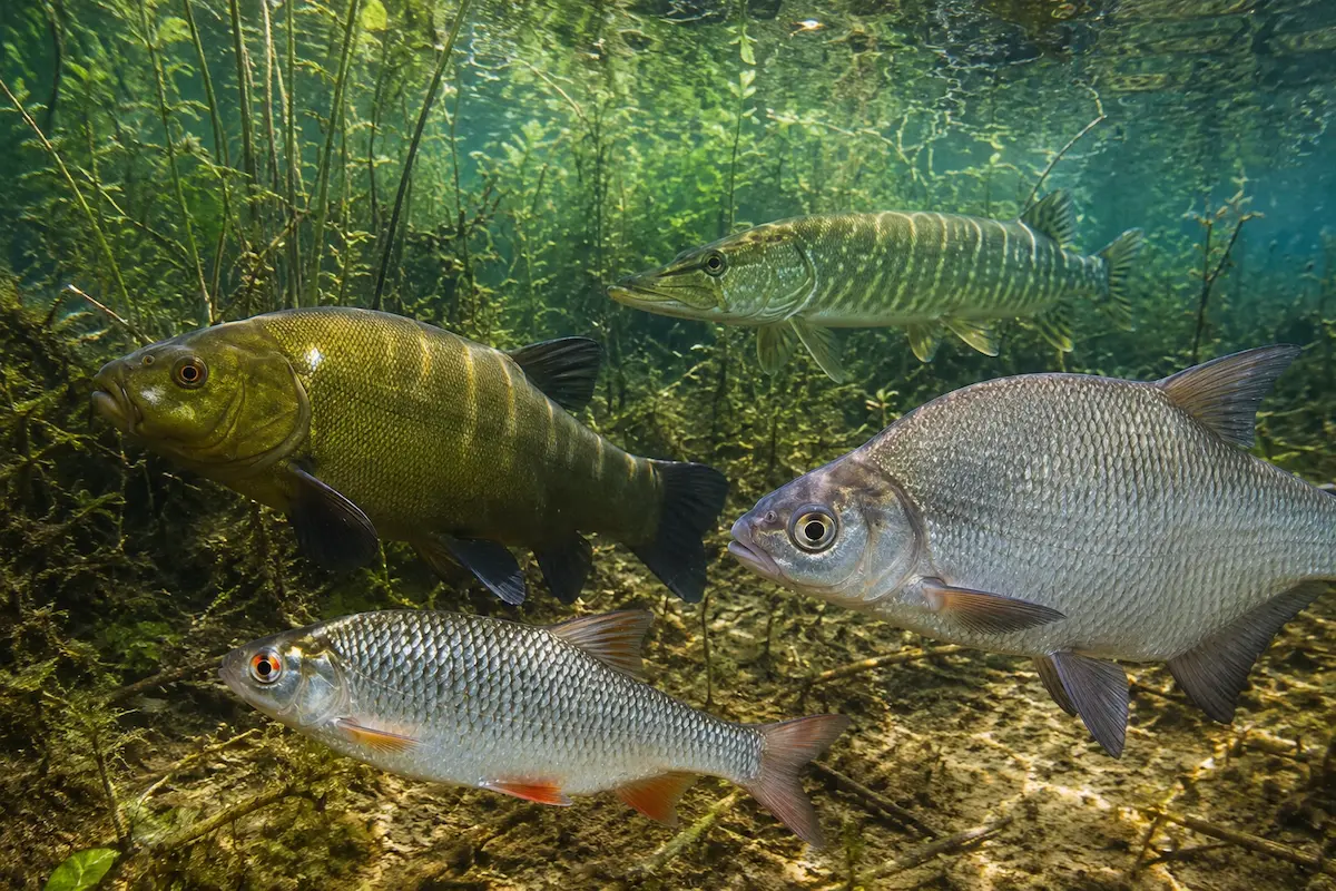 Principales espèces de poissons d’eau douce vivant en France dans leur habitat naturel