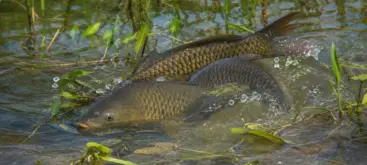 Carpes communes en période de reproduction dans un étang naturel