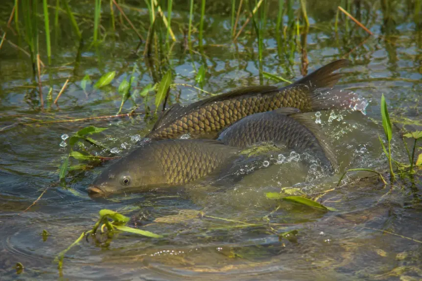 Carpes communes en période de reproduction dans un étang naturel